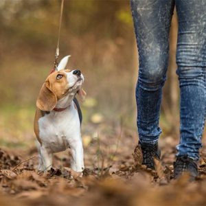 Why You Might Want To Train Your Dog